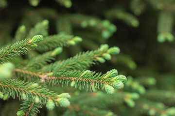 Blooming spruce shoots on coniferous branches at spring, closeup new fresh tender needles, natural background