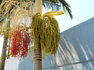 planta palmeira