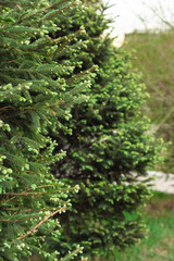 Blooming young spruce shoots on coniferous evergreen branches at spring time, new fresh tender needles, vertikal image