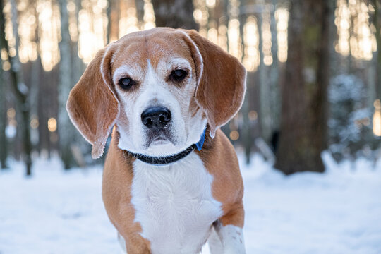 Beagle looking into the camera against the background of a snowy winter park or forest. Portrait of a thoroughbred beagle with a collar while walking