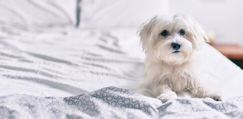 Adorable white dog at bed.