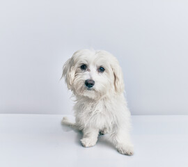 Adorable dog over isolated white background.