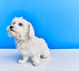 Adorable dog over isolated blue background.