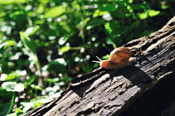 Close-up of a snail on a log in the forest