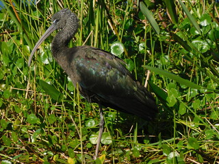Ibis in the grass