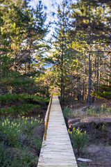 An idyllic wooden path surrounded by the forest trees. Going back to nature in an awe natural landscape. Following the path to an amazing scenery inside the wood