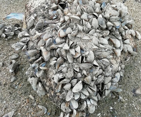 Mussel shells on stone