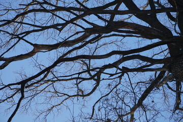 tree branches against blue sky