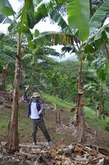 Young male farmer using machete on farm in Puerto Rico. Attractive male Puerto Rican farmer pruning plantain trees. Organic farming on a tropical island. Mountain side farming in rain forest