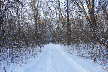 Obraz premium road in winter forest