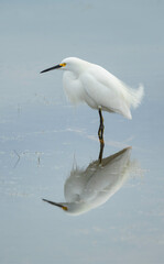 Snowy Egret at Lake Apopka Wildlife Drive, Florida.