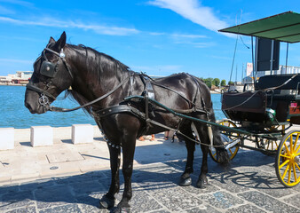 A beautiful black horse and carriage wait for tourists as a massive cruise ships docks in port in...