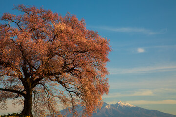 朝焼けに染まるわに塚の一本桜と八ヶ岳