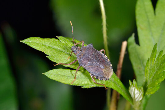 16 Best クサギカメムシ Images Stock Photos Vectors Adobe Stock