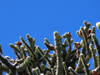 Green young araucaria branches under white snow in winter, view upwards with blue sky