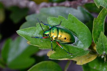 ナナホシキンカメムシ（沖縄県・石垣島）
