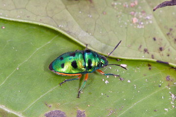 ミヤコキンカメムシ（沖縄県・石垣島）
