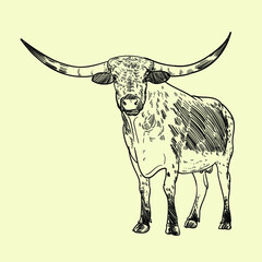 Vintage hand drawn cattle