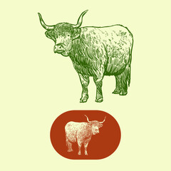 Vintage hand drawn cattle