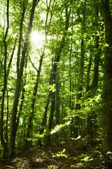 Fototapeta na wymiar Mountain beech forest in the mountains of Crimea in the spring at dawn.
