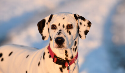 face of dalmatian dog