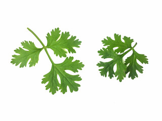 Coriander leaves on white background