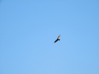 Turkey Vulture Bird in Flight with Full Wing Span on an Autumn Day in a Clear Blue Sky