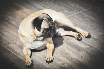 Obraz premium pug dog sitting on the floor