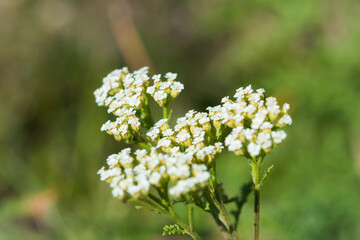 The common yarrow (lat. Achillea millefolium), of the family Asteraceae.