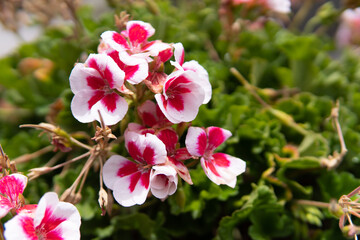 petunia on garden