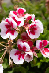 Obraz premium petunia on garden