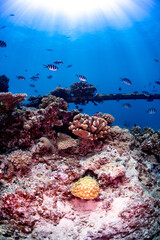coral reef and fishes