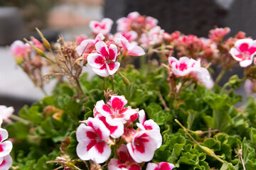 Fototapeta premium petunia on garden