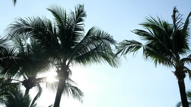 nice tropical with blue sky, palms tree, green leave 
