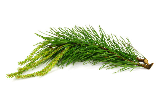 Pine Tree Green Branch with Needles and Young Twigs. Medicinal Ingredient for Oil Extract. Also known as Pinus Sylvestris, Scots or Scotch Pine, European Red Pine. Isolated on White Background.