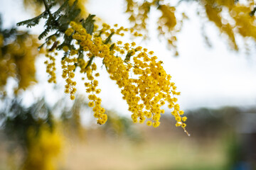 wattle in bloom