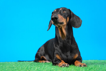 obedient dachshund dog lies on artificial turf and carefully watching something while executing command during training, blue background.
