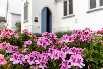 Fototapeta na wymiar Pink geraniums with part of a church in the background. Akaroa, Banks Peninsula, Canterbury, New Zealand.