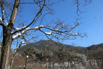tree in the winter