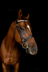 Fototapeta premium portrait of a horse