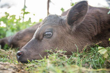 calf sleeping