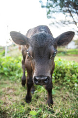 black calf