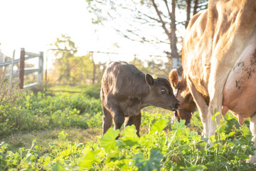 cow and calf in the meadow