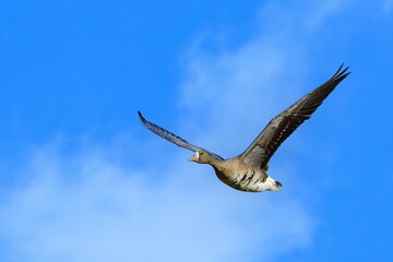 青空バックに優雅に飛ぶマガン