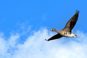 青空バックに優雅に飛ぶマガン