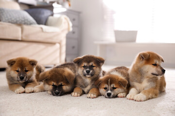 Adorable Akita Inu puppies on carpet indoors