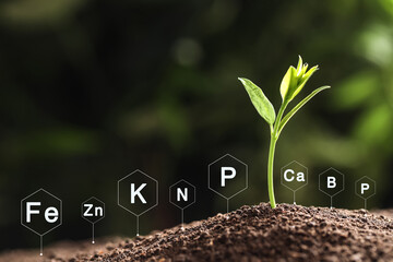 Mineral fertilizer. Young seedling growing in soil, closeup