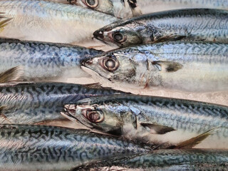 Close-up Fresh Mackerel Fish in Pile of Ice for Sale at Market Stall