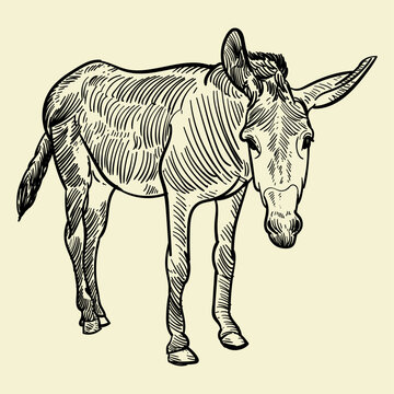 Vintage hand drawn  donkey