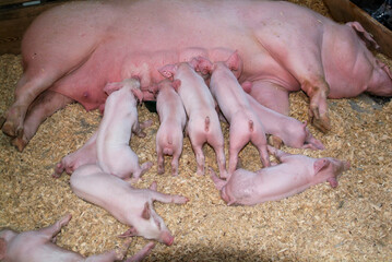 Sow pig with her litter feeding from her.